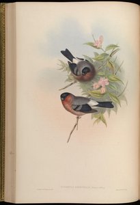 Pyrrhula orientalis = Pyrrhula pyrrhula rosacea da John Gould